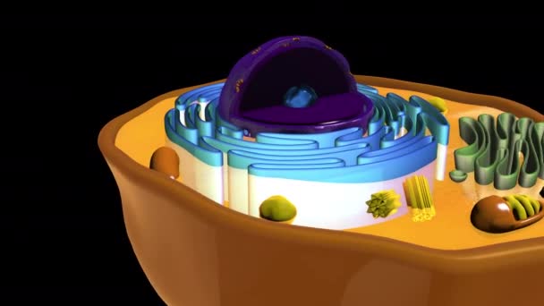 Animal Cell Animation — Stock Video