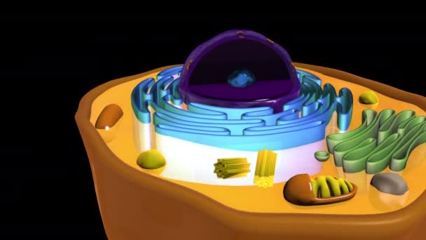 Boyutlu Hayvan Hücresi Canlandırması — Stok video