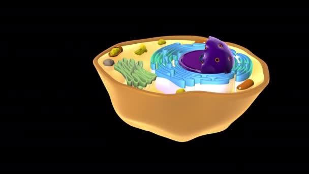 Анімація Тваринних Клітин — стокове відео