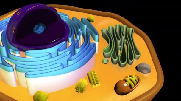 3D動物細胞アニメーション — ストック動画