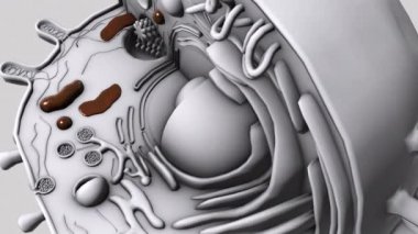 Beyaz arkaplanda 3d animasyon modeli