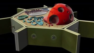 3B bitki hücre canlandırması