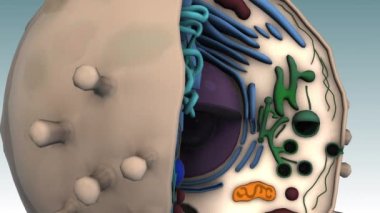 Gradyan arkaplanda 3d animasyon modeli
