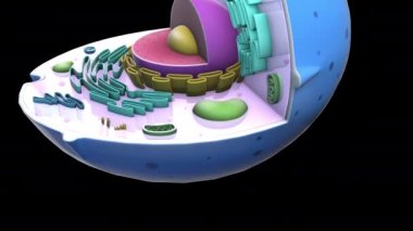 Siyah arkaplanda 3B model animasyonu