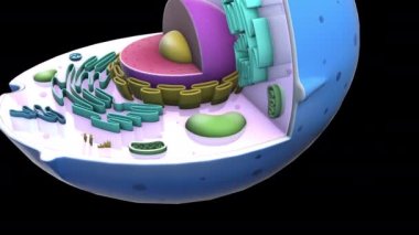 Siyah arkaplanda 3B model animasyonu