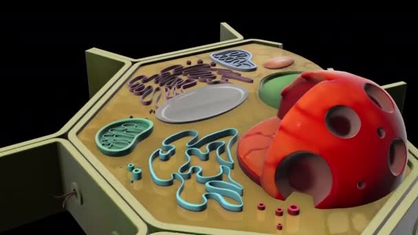 Анимация Клеток Растений — стоковое видео