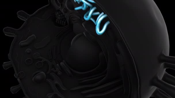 黑色背景的3D动画模型 — 图库视频影像