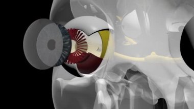 Gözün anatomisi. Üç boyutlu animasyon. mat ile