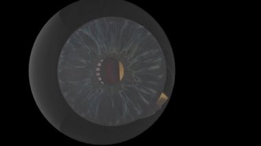 Gözün anatomisi. Üç boyutlu animasyon. mat ile