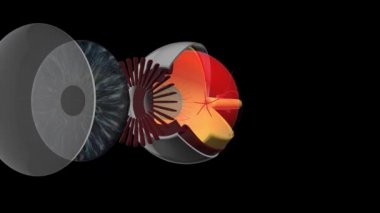 Gözün anatomisi. Üç boyutlu animasyon. mat ile