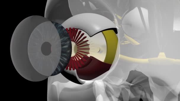 眼の解剖学 3Dアニメーション マットと — ストック動画