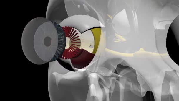 眼の解剖学 3Dアニメーション マットと — ストック動画