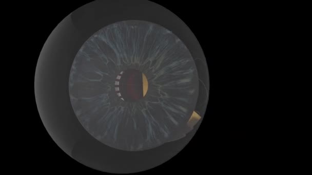 眼睛的解剖 3D动画 与Matt — 图库视频影像
