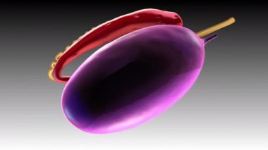 Gradyan arkaplanda 3d animasyon modeli