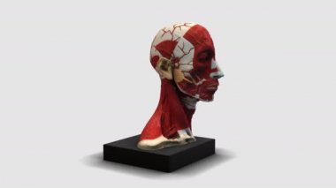 Beyaz arkaplanda 3B model animasyonu