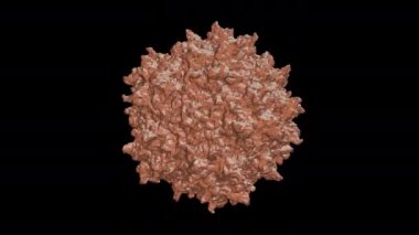 Adeno-ilişkili virüs - bir virüsün 3D görüntüsü