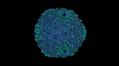 COWPEA MOSAIC VIRUS - Bir virüsün 3D üretimi
