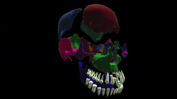 Ossos Cranianos Subdivisões Faciais Crânio Humano — Vídeo de Stock