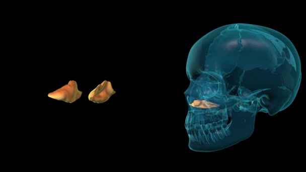 Ossos Cranianos Subdivisões Faciais Crânio Humano — Vídeo de Stock