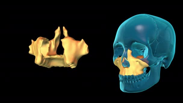 Ossos Cranianos Subdivisões Faciais Crânio Humano — Vídeo de Stock