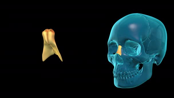 Ossos Cranianos Subdivisões Faciais Crânio Humano — Vídeo de Stock