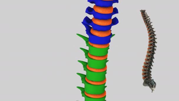 Model Animatie Een Witte Achtergrond — Stockvideo