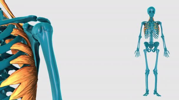 3D人間の筋肉 アトラス — ストック動画