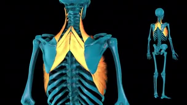 Human Muscle Atlas — Stockvideo