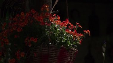 kırmızı çiçekli vazo güneş ışığıyla aydınlatılmış.