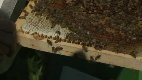 Utilisation Ventilateur Pour Enlever Les Abeilles Miel Super Avant Enlèvement — Video