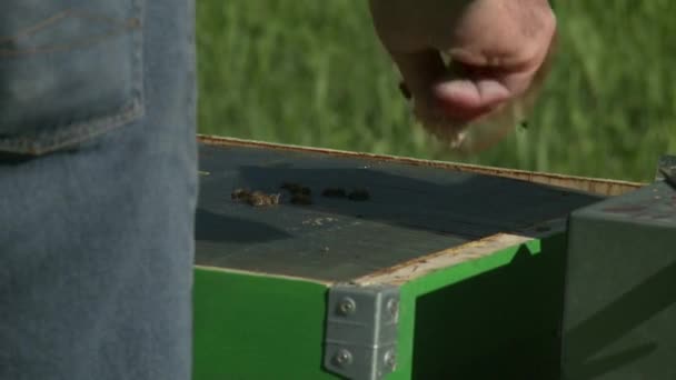 Apiculteur Travail Boîte Fermée — Video