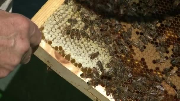 Ein Imker Entfernt Rahmen Aus Dem Bienenstock — Stockvideo