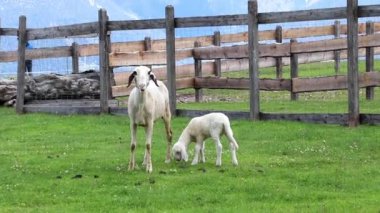 Dağlardaki hayvanlar