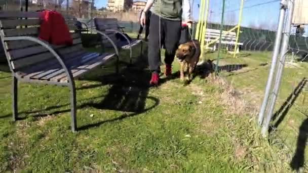 Hundeschule Professionelles Hundetraining — Stockvideo