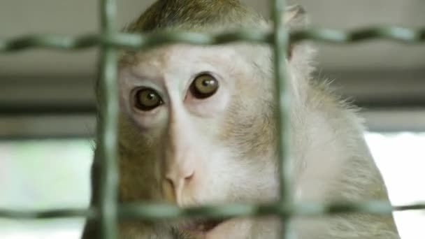 Singes Dans Une Cage — Video