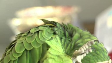 Evcil hayvan dükkanında yeşil papağan