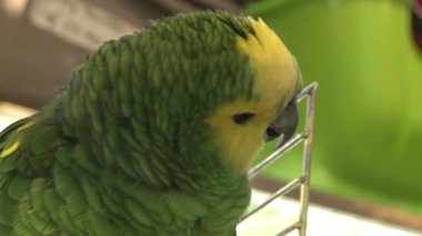 Evcil hayvan dükkanında yeşil papağan