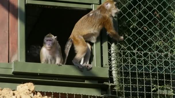 关在笼子里的猴子 — 图库视频影像