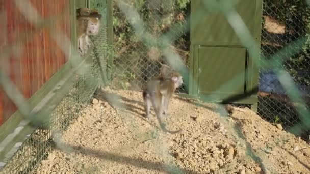 Singes Dans Une Cage — Video