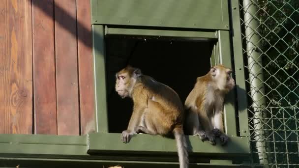 Monos Una Jaula — Vídeos de Stock