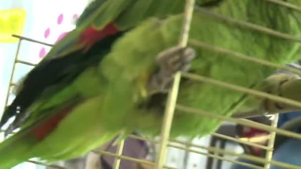 Pappagallo Verde Nel Negozio Animali — Video Stock