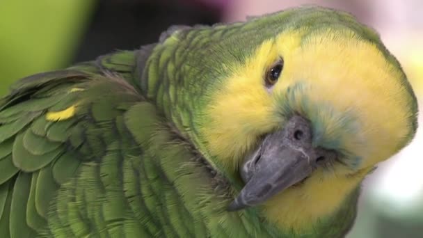 Papagaio Verde Loja Animais — Vídeo de Stock