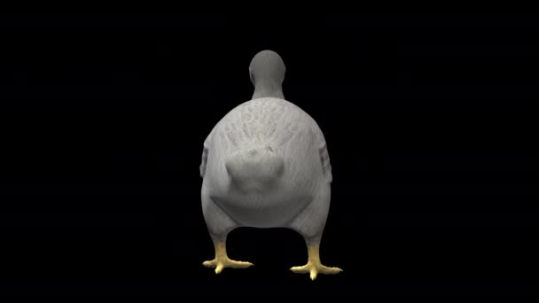 Animazione Del Modello Dodo Original Dodo Extinct Bird Vaptor Sotto — Video Stock