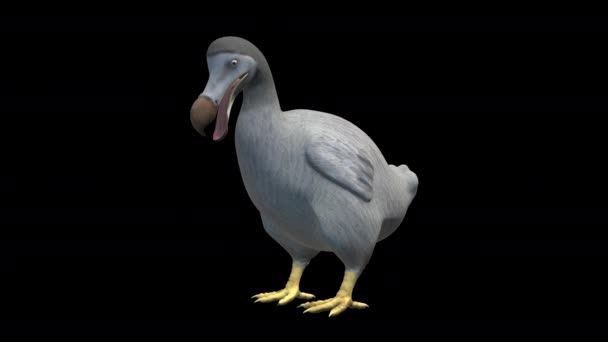 Animatie Van Dodo Origineel Model Dodo Extinct Bird Vaptor Gelicentieerd — Stockvideo