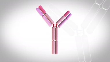 ntibody-igg - döndürme döngüsü - beyaz arkaplan üzerinde 3d canlandırma modeli