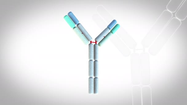 Antibody Ige 回転ループ 白い背景に3Dアニメーションモデル — ストック動画