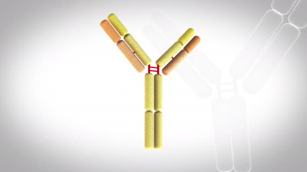 Antibodies Igd Περιστροφή Βρόχο Μοντέλο Animation Λευκό Φόντο — Αρχείο Βίντεο
