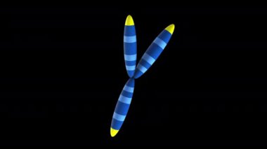 kromozom-y - döndürme - siyah arkaplan üzerinde 3d animasyon modeli