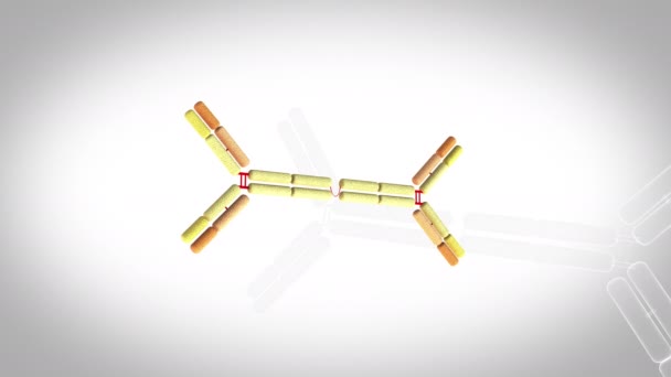 Antibody Iga 回転ループ 白い背景に3Dアニメーションモデル — ストック動画