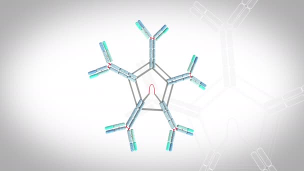 Antibodies Igm Rotációs Hurok Animációs Modell Fehér Alapon — Stock videók